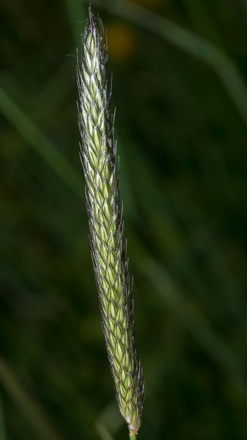 Alopecurus pratensis ?